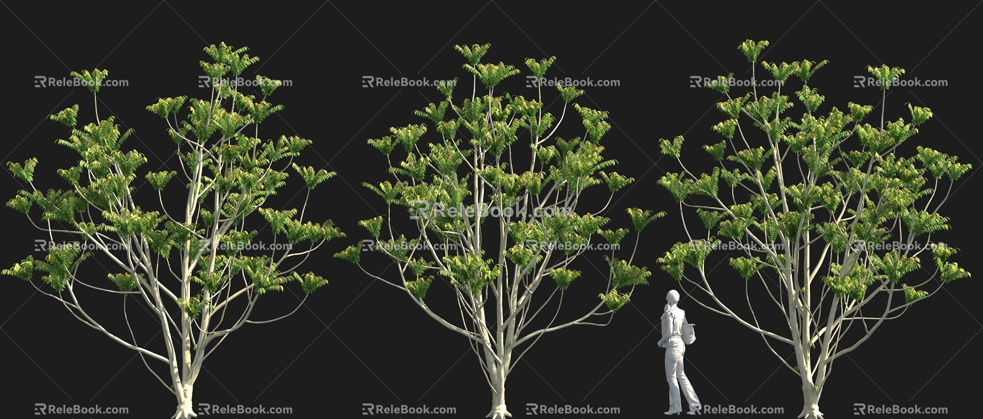 Cong Sheng Solitary Tree Planting Sales Department Landscape Tree Pond Street Tree Park Tree model