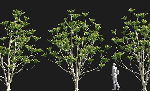 Cong Sheng Solitary Tree Planting Sales Department Landscape Tree Pond Street Tree Park Tree 3d model