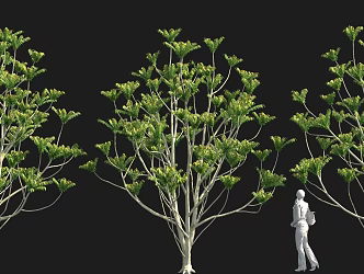 Cong Sheng Solitary Tree Planting Sales Department Landscape Tree Pond Street Tree Park Tree 3d model