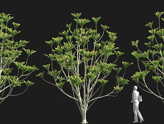 Cong Sheng Solitary Tree Planting Sales Department Landscape Tree Pond Street Tree Park Tree 3d model