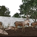 Herd of Deer Standing Lying Near Green Trees and Brick Wall Under Blue Sky