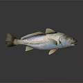 Fresh Whole Fish With Shiny Skin For Daily Kitchen Meal Preparation