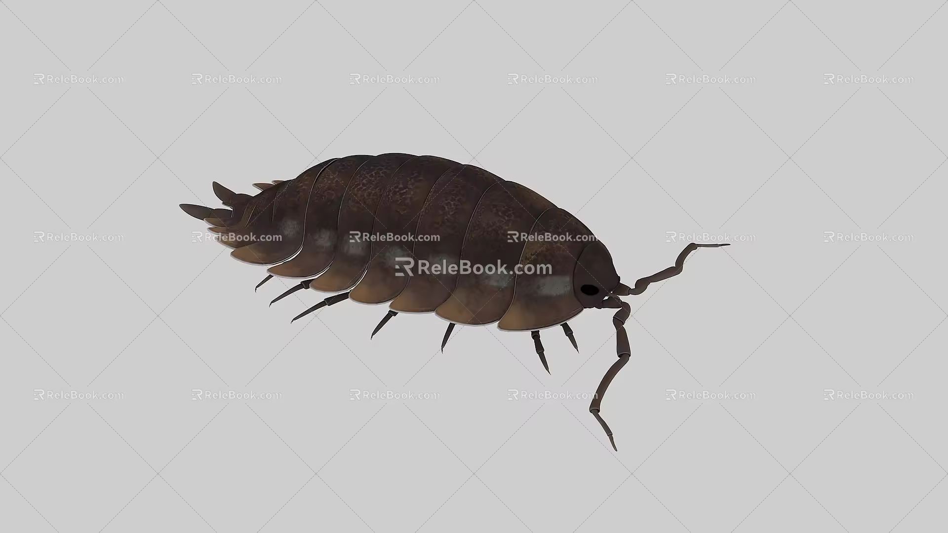 Next generation insect tide insect turtle worm belt animation 3d model