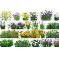 Colorful Garden Flowers And Plants With Various Species And Vibrant Blooms