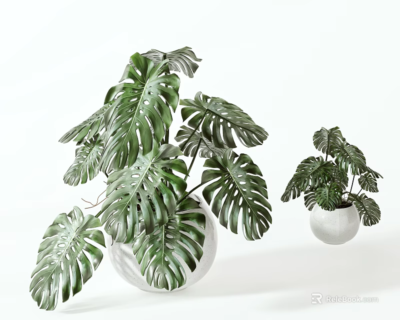 Decorative Green Monstera Bonsai Potted Plant in White Ceramic Pot with Large Leaves Indoor 3d model 