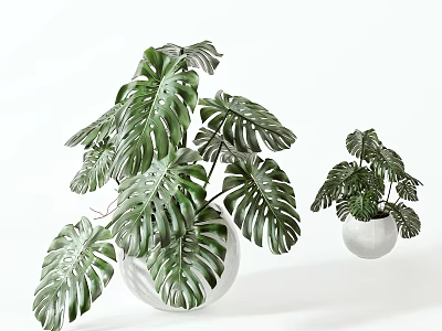 Decorative Green Monstera Bonsai Potted Plant in White Ceramic Pot with Large Leaves Indoor 3d model