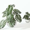 Decorative Green Monstera Bonsai Potted Plant in White Ceramic Pot with Large Leaves Indoor