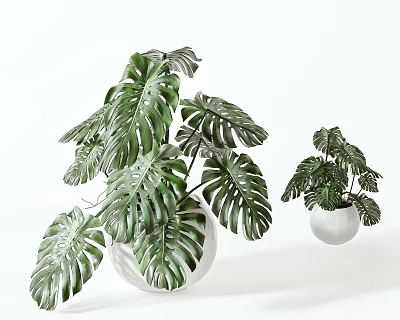 Decorative Green Monstera Bonsai Potted Plant in White Ceramic Pot with Large Leaves Indoor 3d model