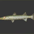 Slender Barracuda Fish With Blue Green Stripes And Sharp Teeth On Dark Reflective Background 3d model