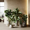Various Indoor Potted Plants With Light Colored Planters And Greenery By Large Windows