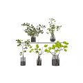 Clear Glass Vases With Green Foliage And Eucalyptus Leaves On Shelf