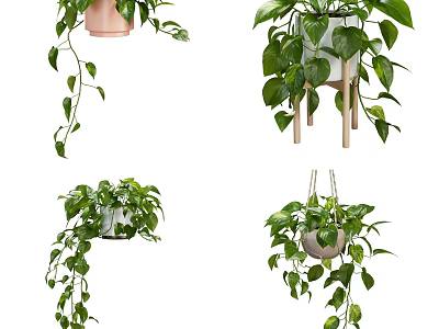 Hanging Potted Plants With Lush Green Leaves In Ceramic Pots And Wooden Stands 3d model