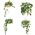 Hanging Potted Plants With Lush Green Leaves In Ceramic Pots And Wooden Stands