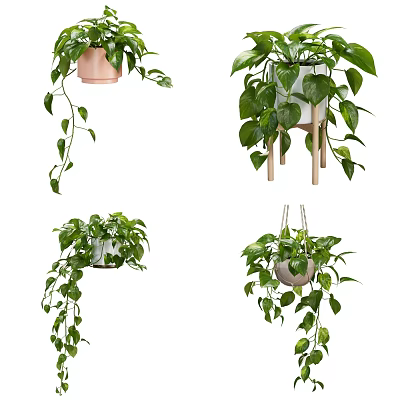 Hanging Potted Plants With Lush Green Leaves In Ceramic Pots And Wooden Stands 3d model