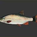Colorful Freshwater Fish With Green Silver Scales Red Fins And Yellow Eyes