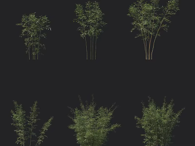 Different Types Of Bamboo Plants With Various Growth Patterns And Green Leaves 3d model