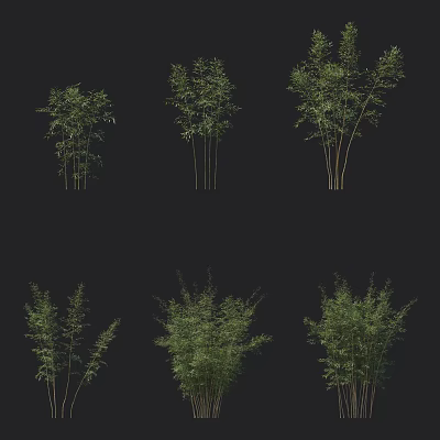 Different Types Of Bamboo Plants With Various Growth Patterns And Green Leaves 3d model
