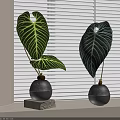 Bonsai Potted Plants with Large White Veined Leaves in Black Spherical Pots on Wooden Bases