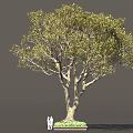 Tall Arbor With Lush Foliage Thick Trunk And Two People Standing Near Green Plants