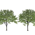 Two Green Arbor Trees With Lush Foliage And Brown Trunks In White Background 3d model