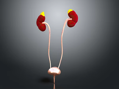 3D Rendering Of Urinary System Organs Including Kidneys Ureters And Bladder 3d model