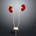 3D Rendering Of Urinary System Organs Including Kidneys Ureters And Bladder