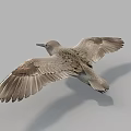 Flying Bird With Outstretched Wings Grey Plumage And Slender Beak Against Sky