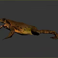 Orange Brown Frog Displaying Open Mouth Extended Limbs on Dark Background with Natural Amphibian Features