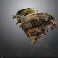 Conch Animal With Spiky Shell Textured Surface And Yellowish Brown Reddish Color
