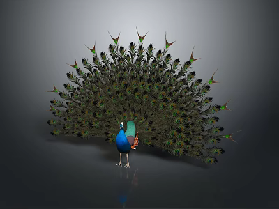 Stunning Peacock Displaying Exquisite Blue Green Tail Feathers With Eye Patterns 3d model