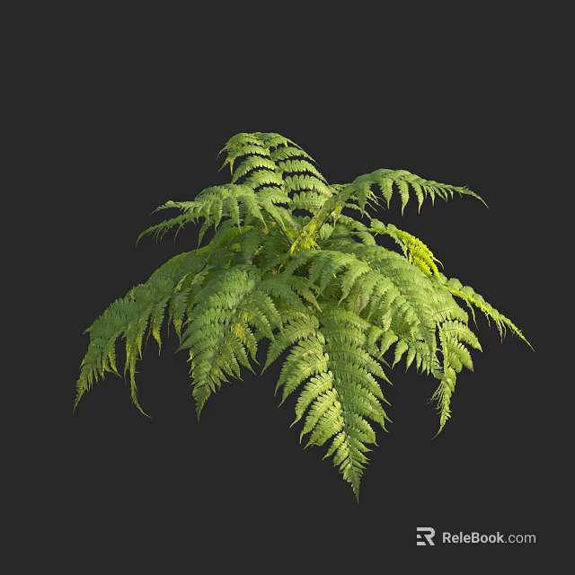 Lush Green Fern Plant With Vibrant Feathery Leaves In Dark Background 3d model 
