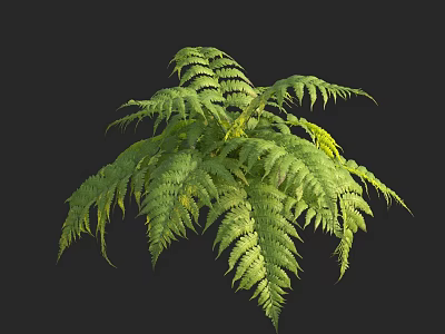 Lush Green Fern Plant With Vibrant Feathery Leaves In Dark Background 3d model