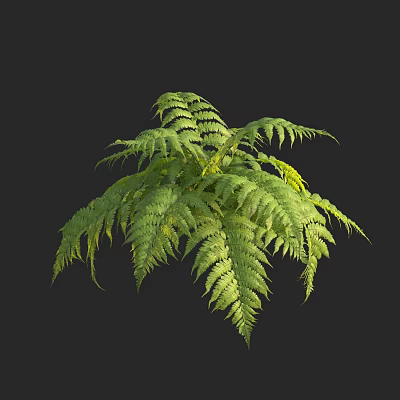 Modern Venus Fern 3d model Modern Venus Fern 3d model