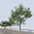 Cherry Trees With Green Leaves And Red Fruits Growing On Stone Pavement