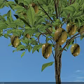 Fruit Bearing Tree With Green Leaves And Ripe Fruits Against Blue Sky