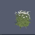 White Daisies with Yellow Centers Green Stems and Leaves in Natural Bunch