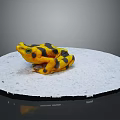 Yellow and black spotted frog sitting on white circular platform with gray background