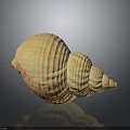 Conch Shell With Yellow Striped Spiral Pattern On Dark Background Surface 3d model