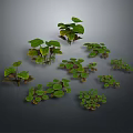 Green Plants With Various Leaf Shapes And Fresh Foliage Collection 3d model