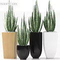 Stylish Garden Decor with Green Leafy Plants in Wooden Black and White Planters