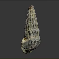 Natural Colorful Spiral Conch Shell With Detailed Textured Patterns On Dark Background