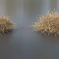 Dried Grass Plants With Spherical Shape Displayed on Dark Background Surface 3d model