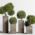 Bonsai Potted Plants In Square Pots With Various Heights And Trimmed Greenery