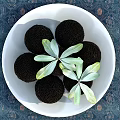 Fresh Black Fruits Arranged On White Plate With Green Leaves On Dark Patterned Tablecloth
