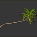 Tall Curved Palm Tree With Green Leaves And Brown Trunk On Gray Background