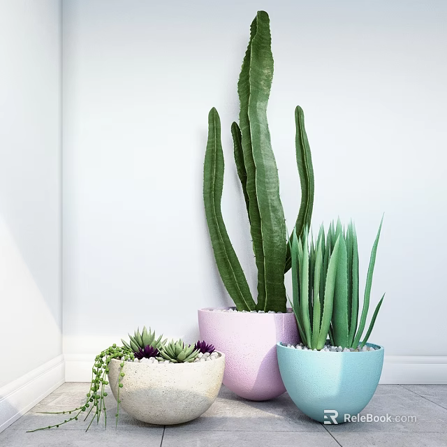 Bonsai Potted Plants with Cactus Aloe in Pink Blue White Pots against Indoor White Wall 3d model 
