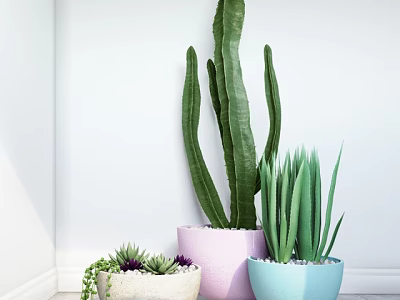 Bonsai Potted Plants with Cactus Aloe in Pink Blue White Pots against Indoor White Wall 3d model