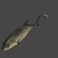 Realistic Fish Model With Floating Colorful Dice In Gray Background