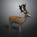 Detailed Spotted Deer With Large Antlers Standing On Dark Gray Background