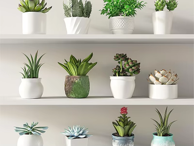 Various Bonsai Potted Plants in Decorative Pots on White Shelves for Indoor Decor 3d model